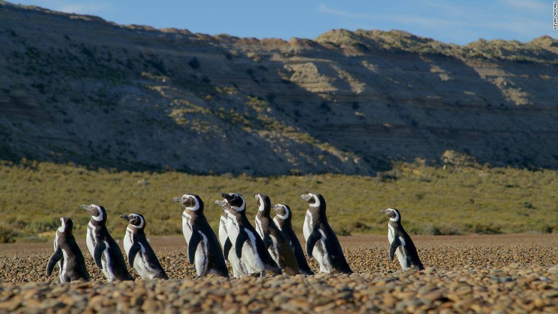 Pinguine marschieren in der Landschaft