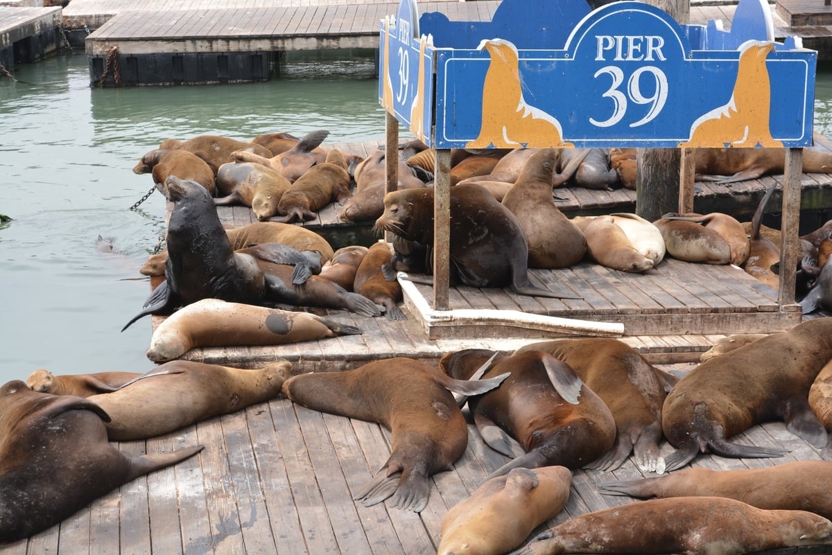 Argonaut Hotel Robben an Pier 39