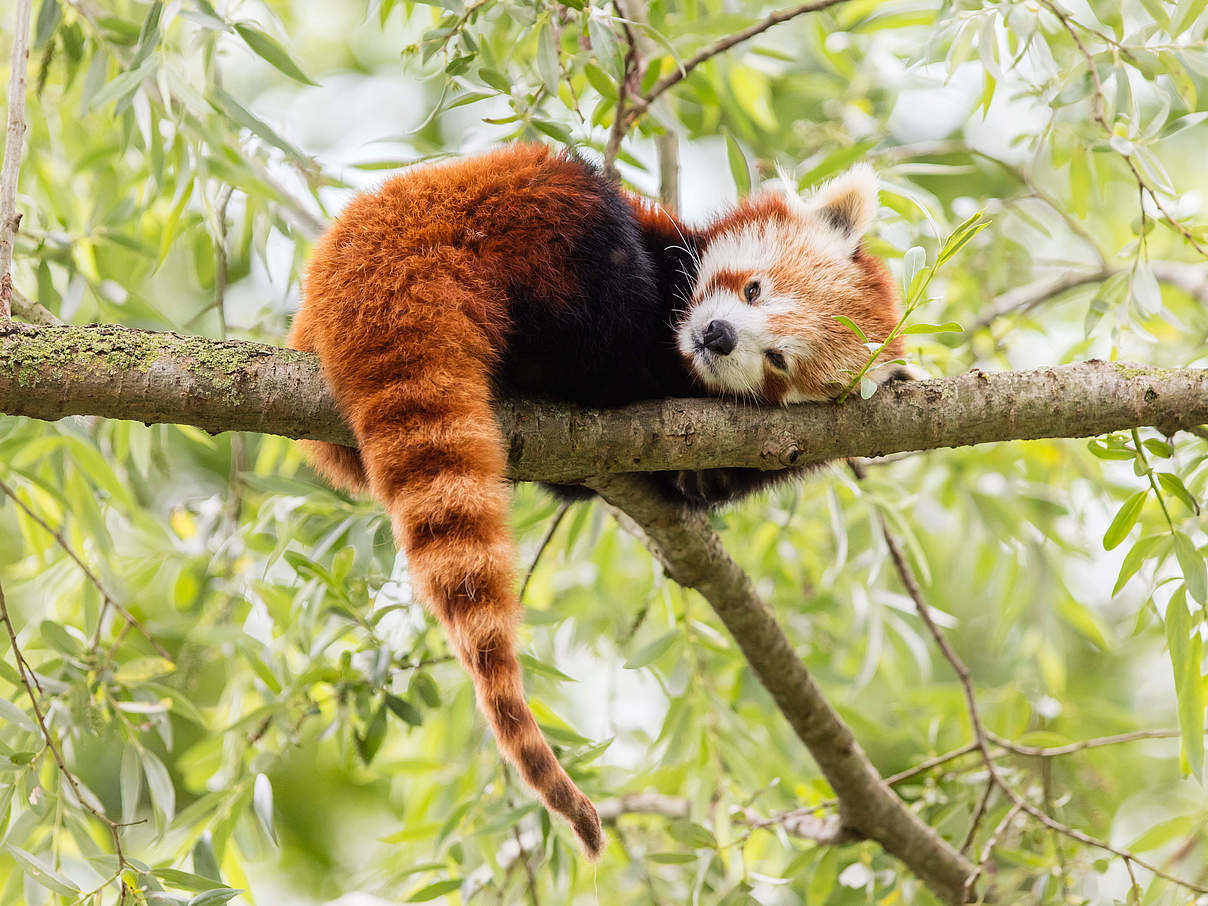 Bhutan roter panda im Baum