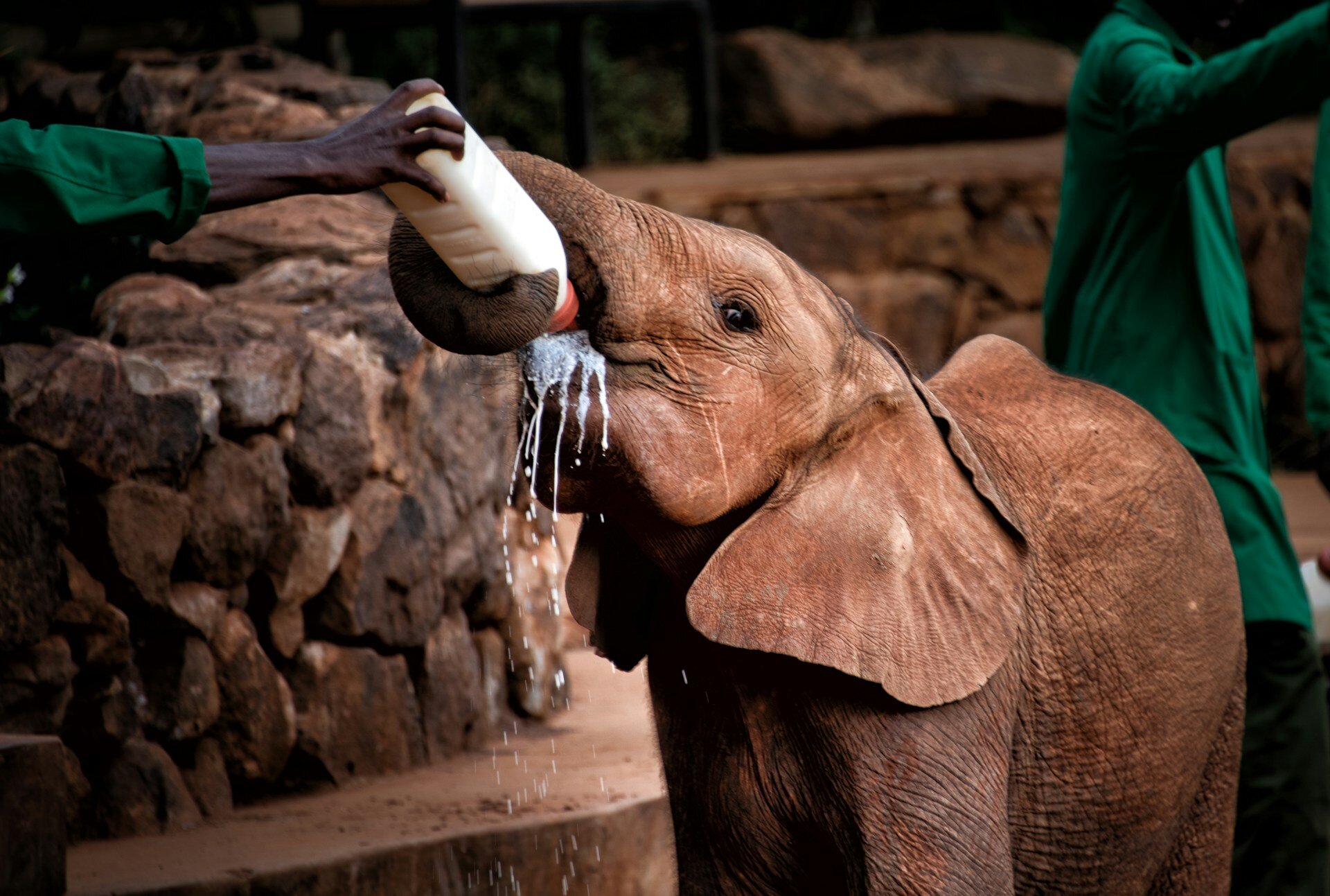 Elefantenbaby bei der Fütterung im David Sheldrick Wildlife Trust