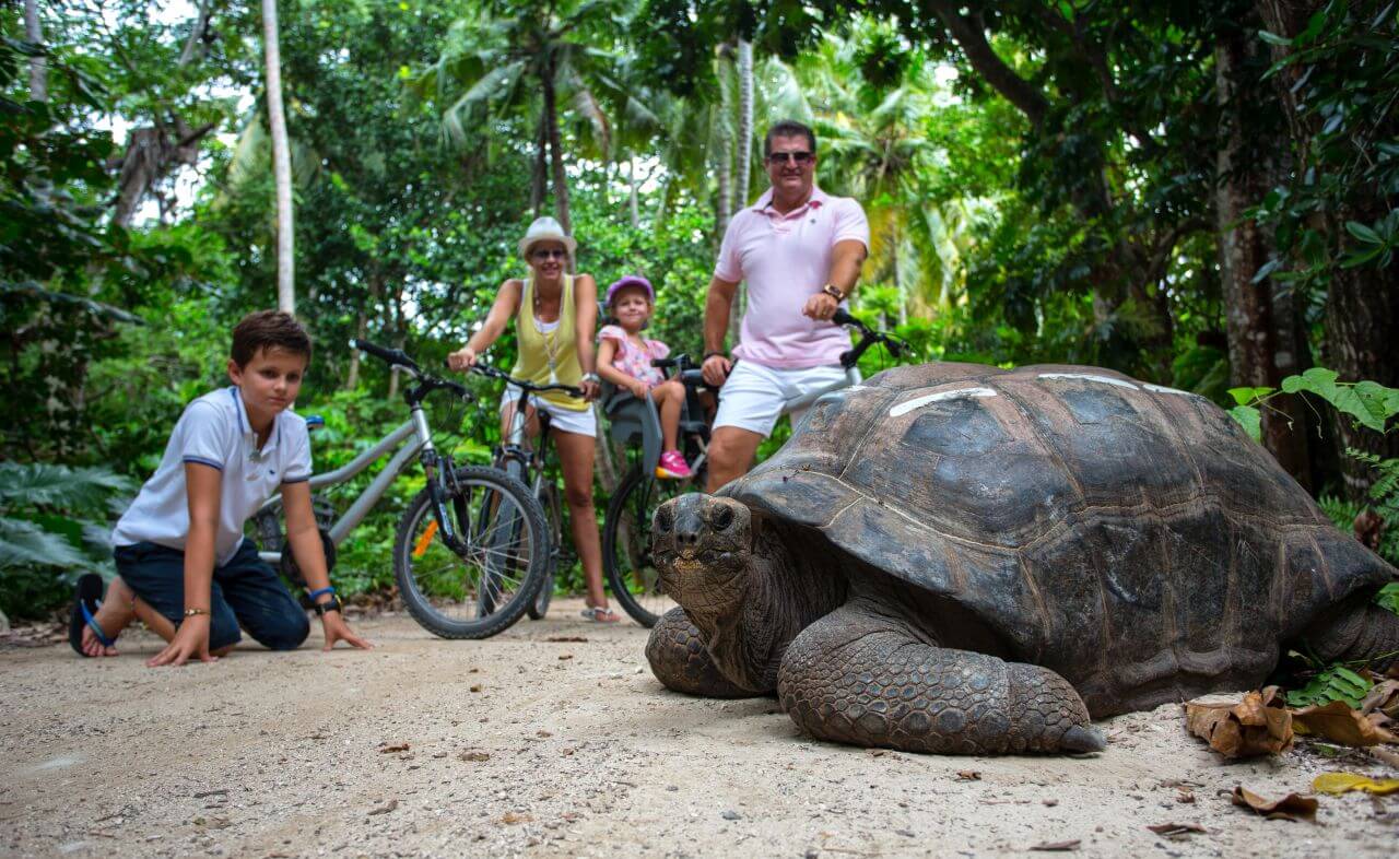 North Island Giant Turtles