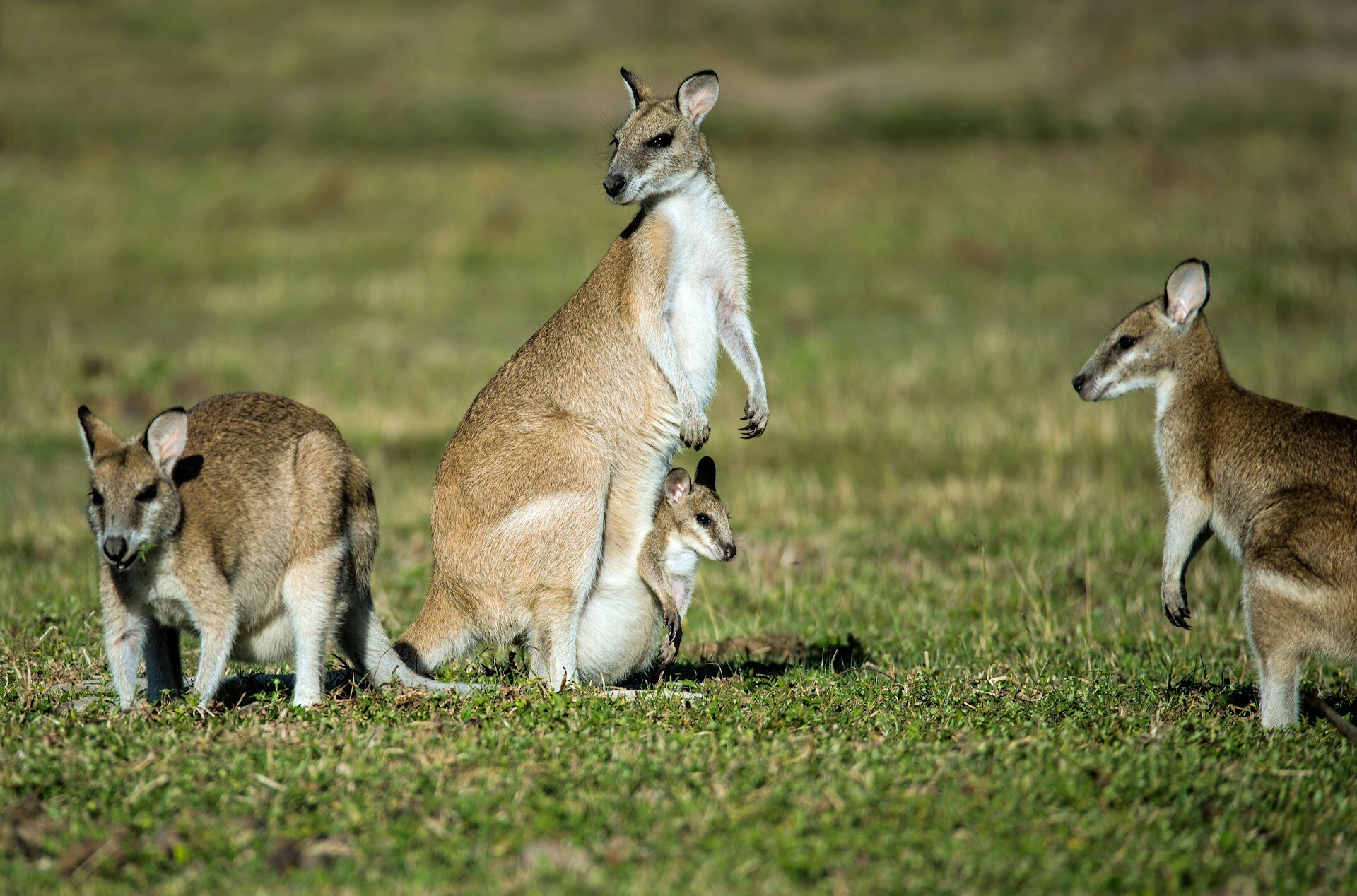 Känguru Familie in der Landschaft