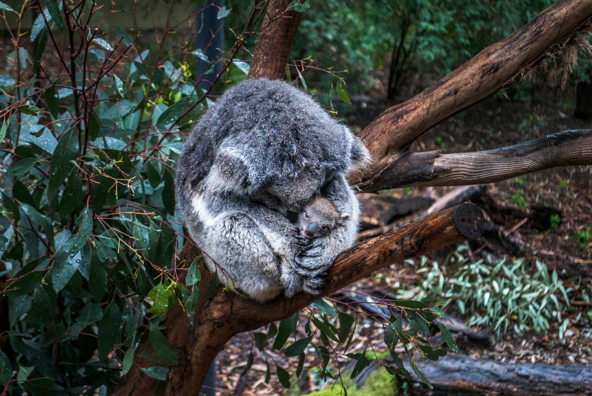 Koala mit Baby im Baum