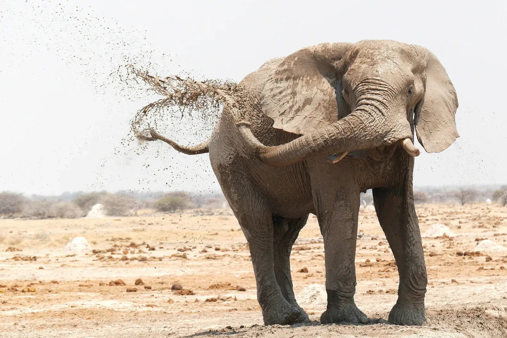 4-botswanas-wilde-schonheit-elefanten-in-ihrem-naturlichen-lebensraum-ein-unvergessliches-familienluxusreise-abenteuer