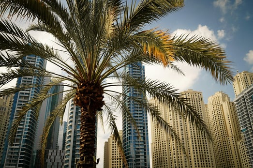 Dubai-mit-palme