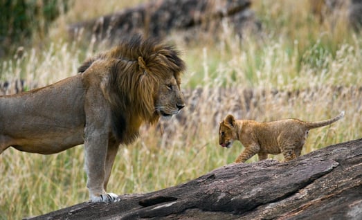 Löwenmutter mit Löwenbaby in Kenia