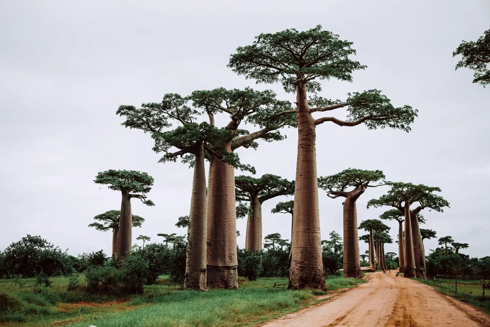 4 madagaskar baobab allee ein naturliches wunder perfekte familienluxusreise mit abenteuerlichen entdeckungen