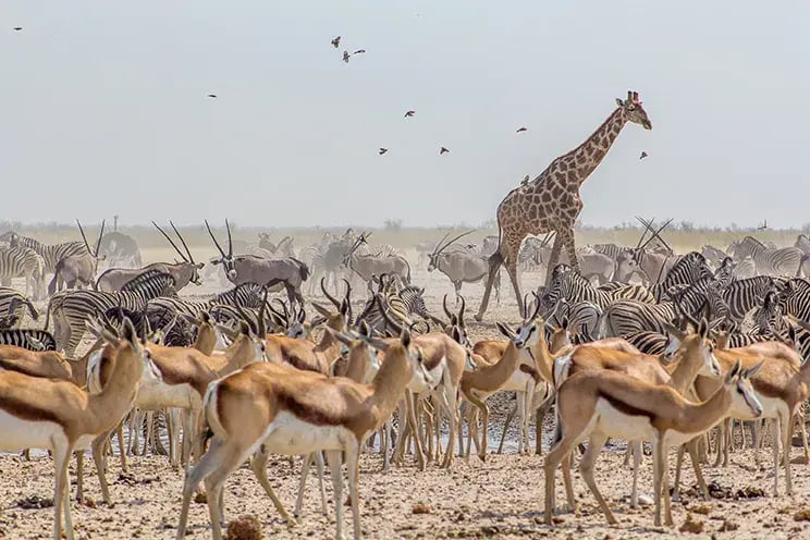 3-namibia-etosha-savanne-begehrtester-nationalpark-fantastische-wildbeobachtung-familienluxusreisen.jpg