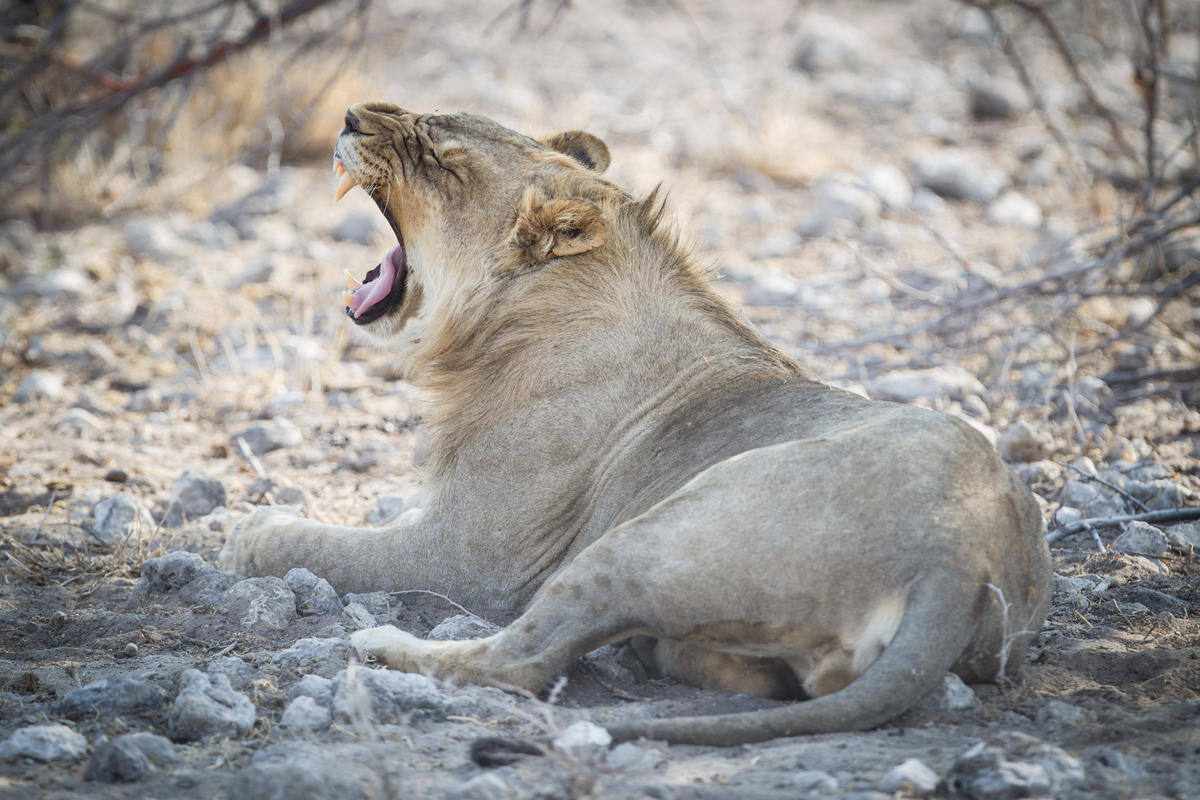 Etosha Nationalpark