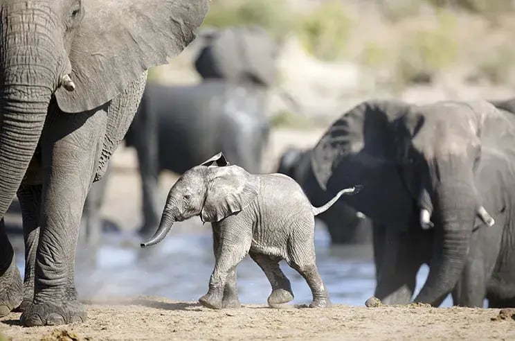 7 namibia etosha savanne elefantenbaby begehrtester nationalpark fantastische wildbeobachtung familienluxusreisen