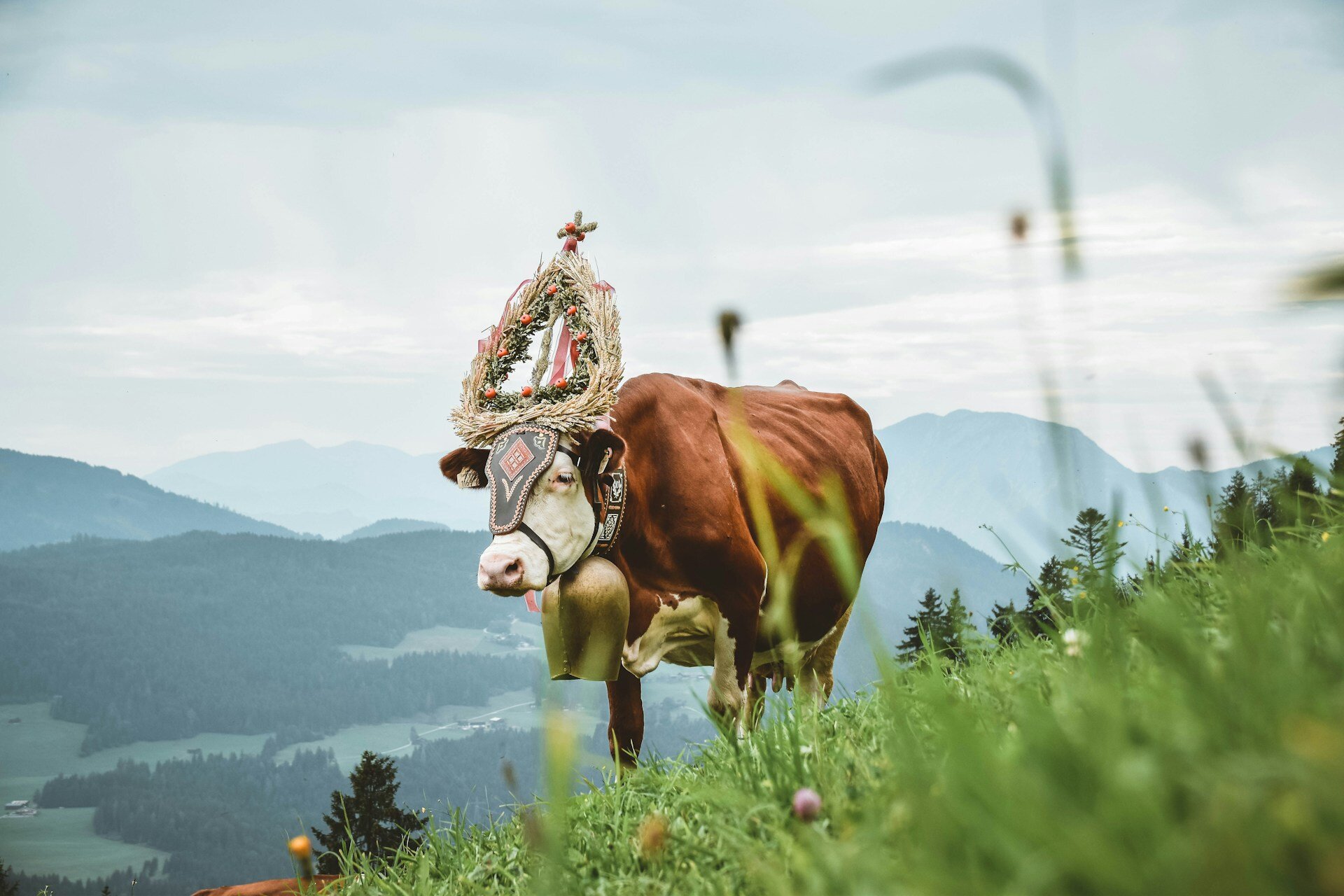 Österreich geschmückte Kuh