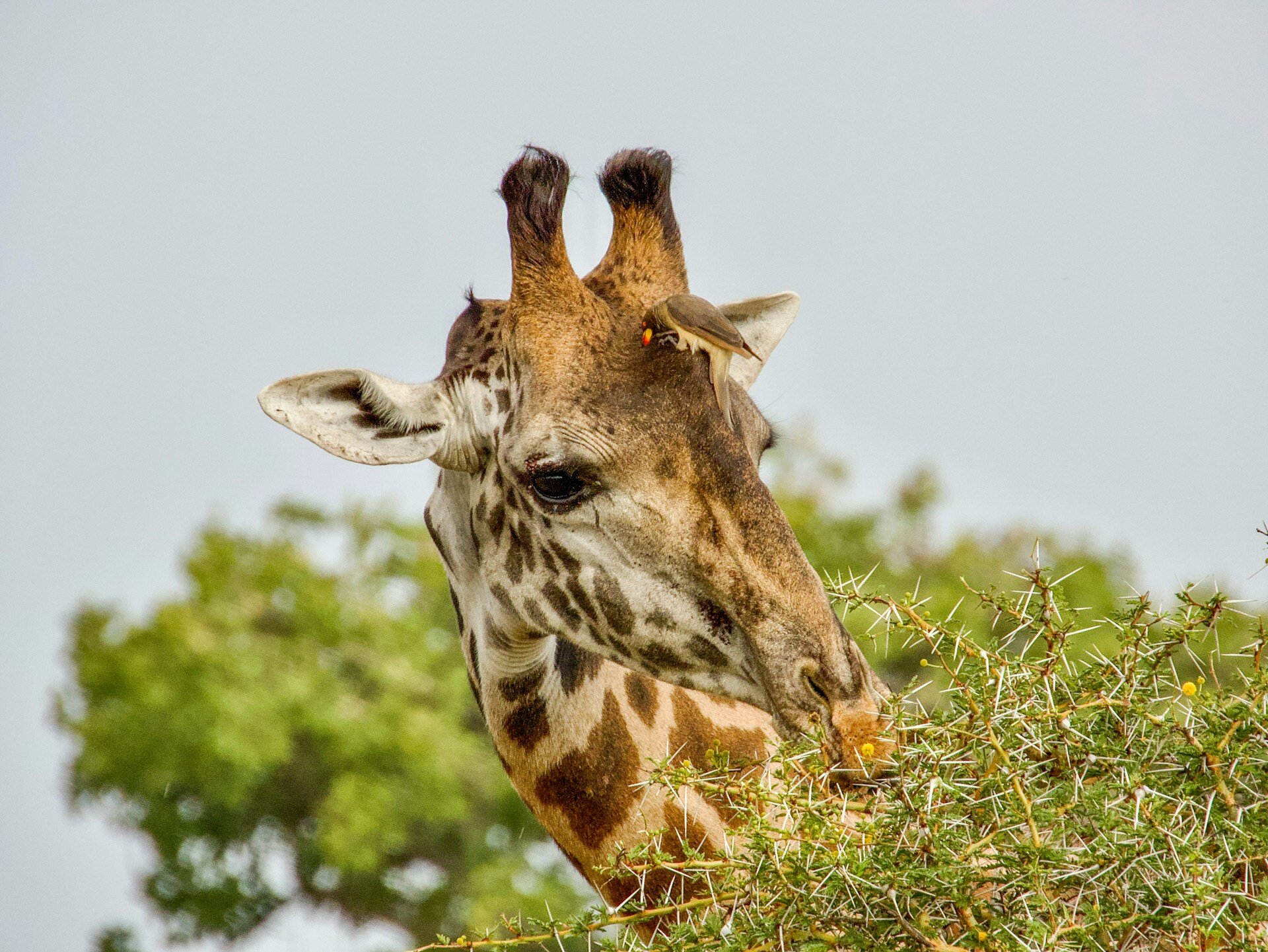 Giraffe-Tansania