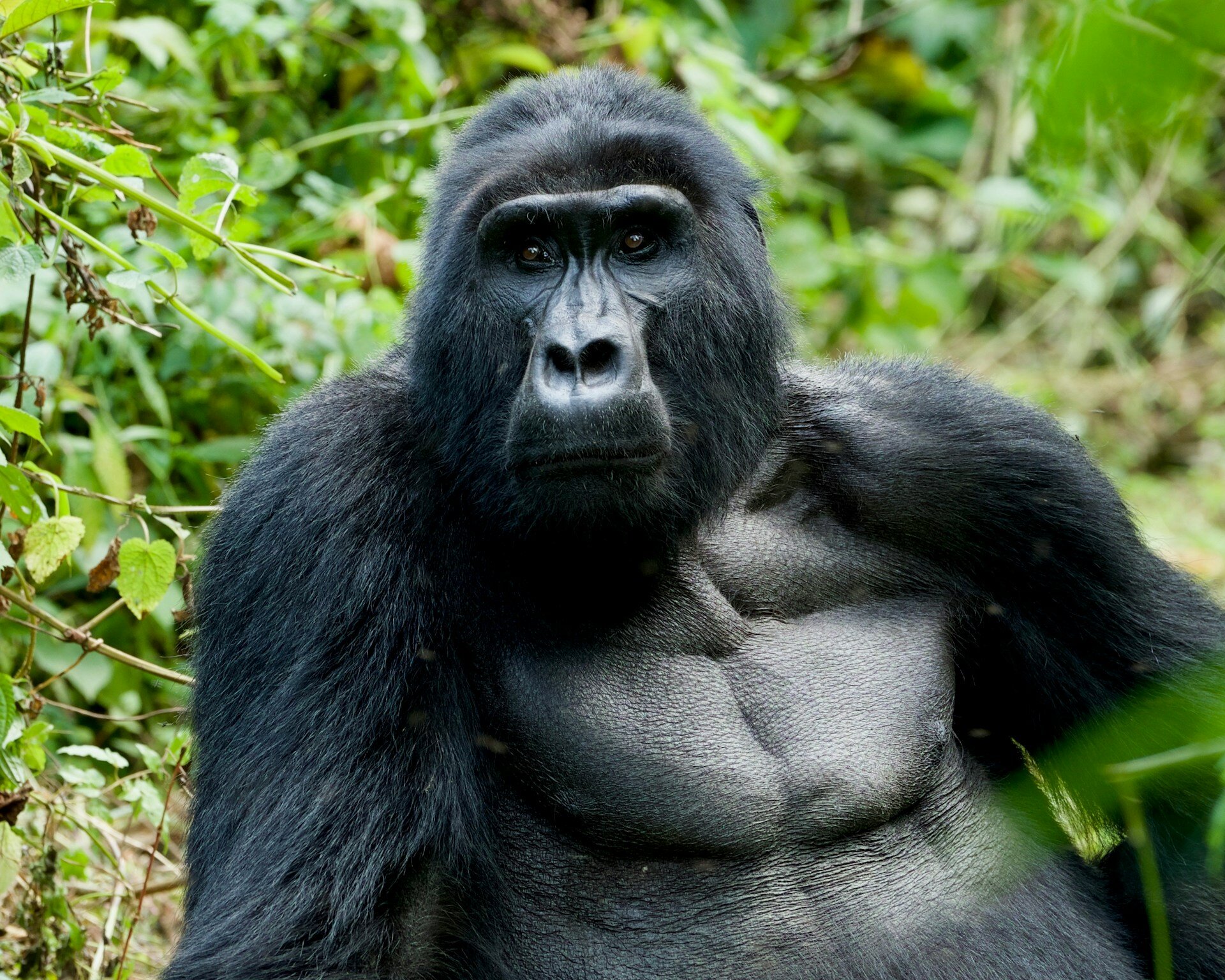 Gorilla in Uganda