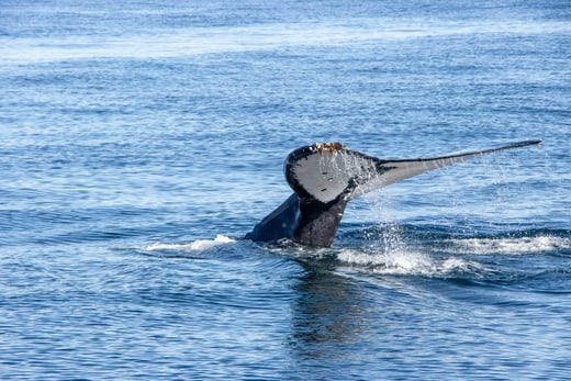 Die Fluke eines Wals ragt bei abtauchen aus dem Wasser.