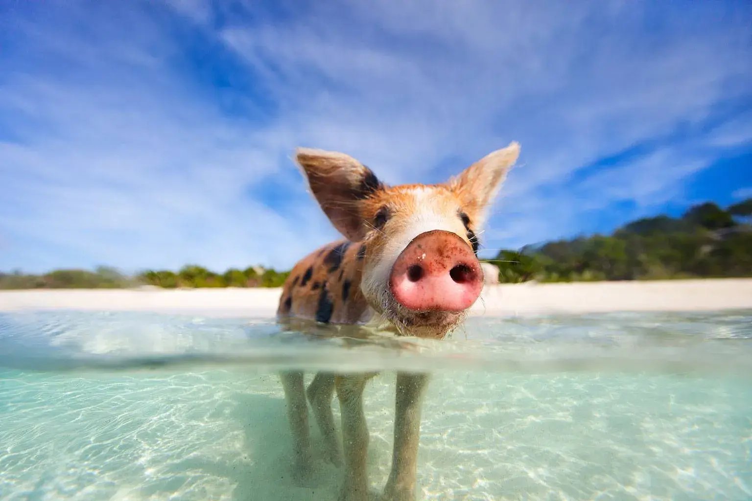 Ein Schwein steht mit dem Rücken zum Strand im Meer auf den Bahamas