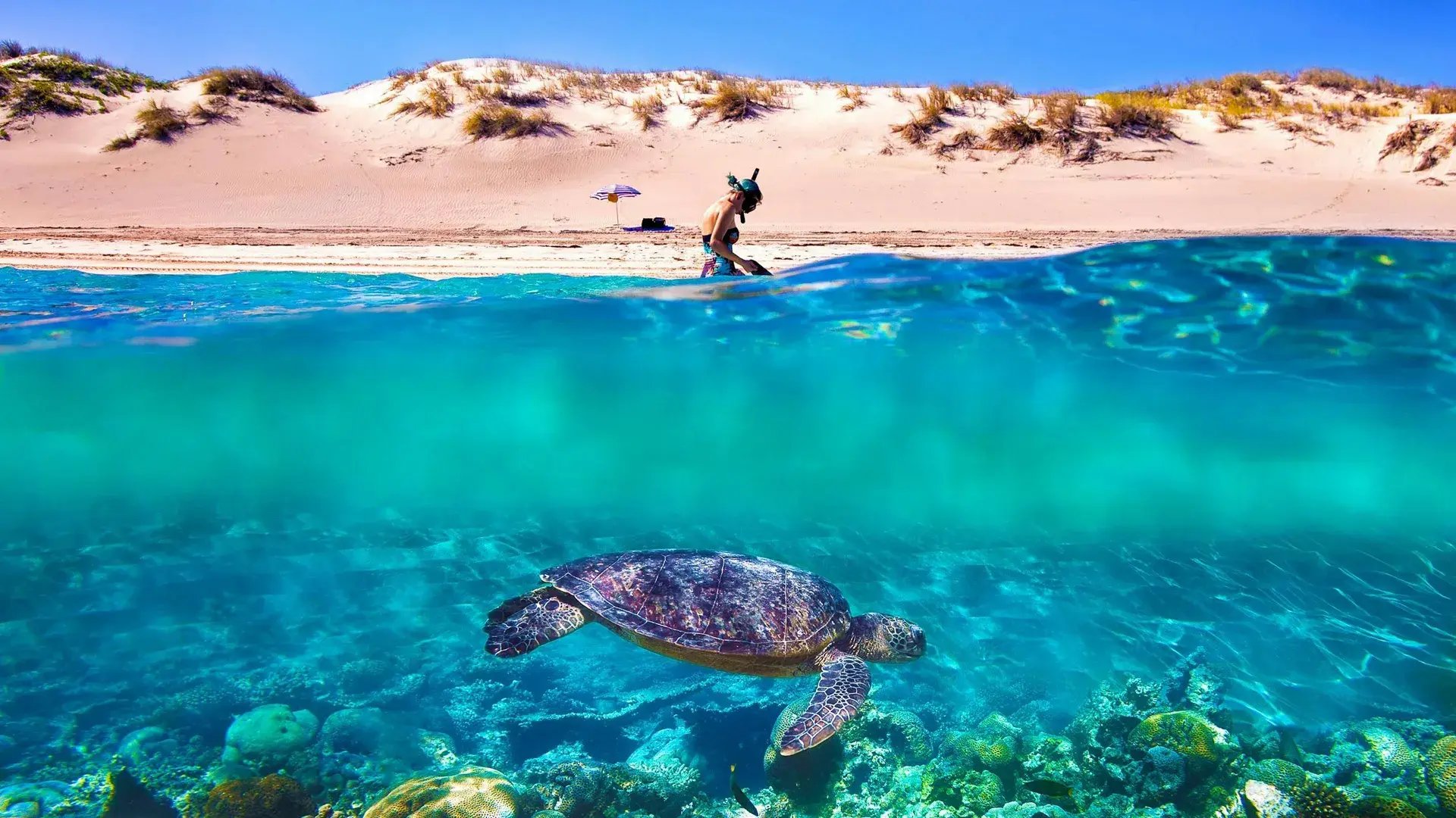 Schildkröte unter Wasser, im Hintergrund eine Insel