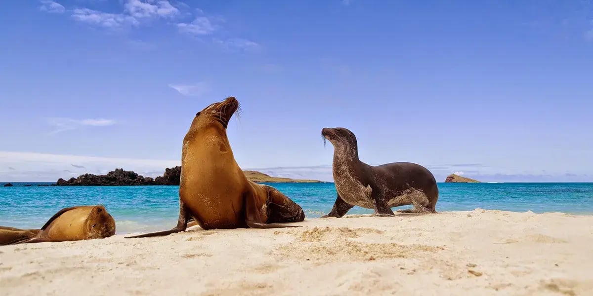 Seelöwen am Sandstrand auf den Galapagos Inseln