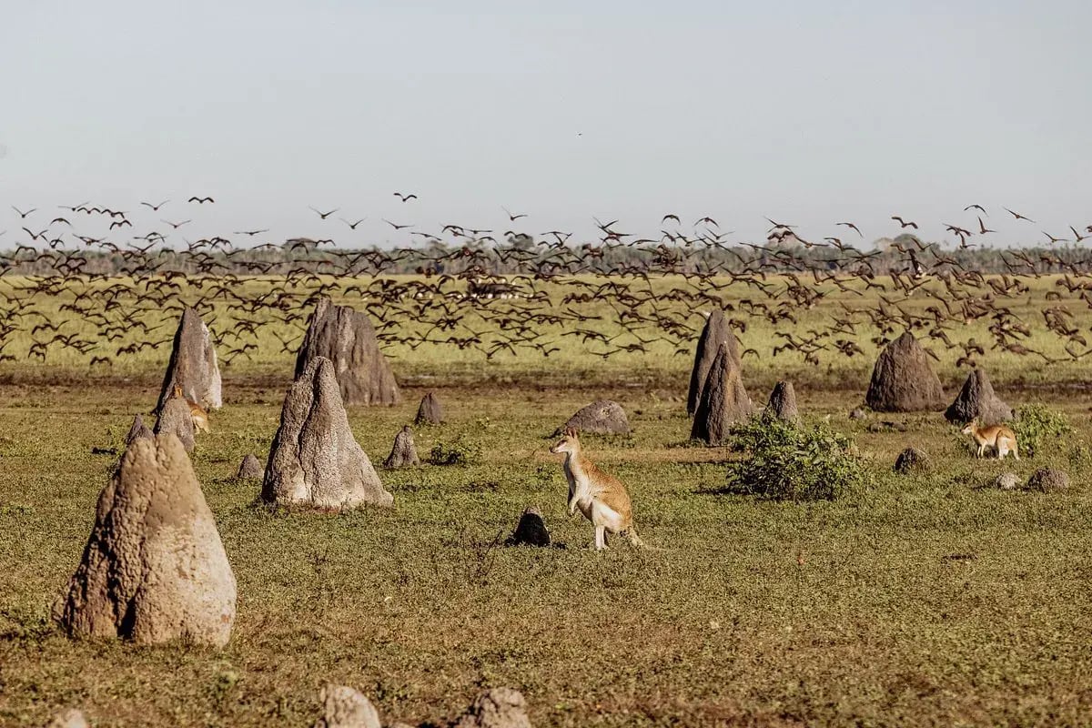 südpazifik australien kangaru