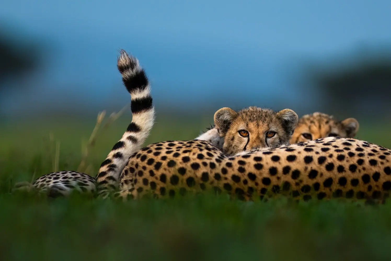 Singita Serengeti Lodge Familienluxusreisen TheFamilyProject Tiere