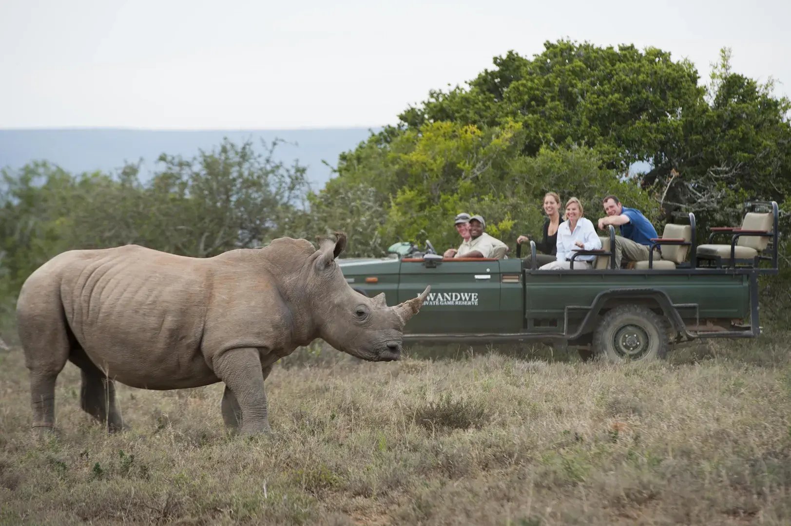 Auf einer Safari hält ein Jeep mit Gästen neben einem Nashorn.