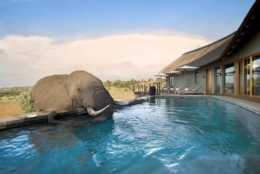 1 mhondoro lodge welgevonden game reserve sudafrika elefant pool exklusiv the family project familie kinder reisen