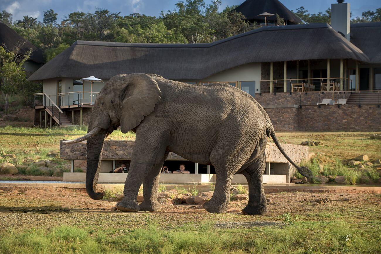 Mhondoro Safari Villa Lodge Familienluxusreisen TheFamilyProject Elefanten