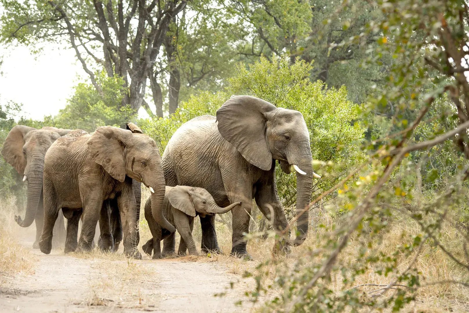 1 singita boulders sabi sand nature reserve sudafrika afrika pool exklusiv the family project luxus familie kinder reisen