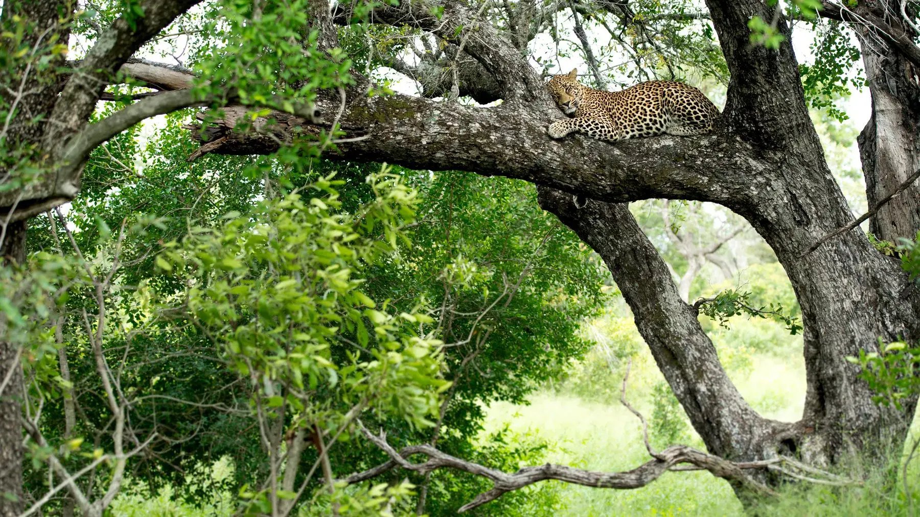 singita boulders sabi sand nature reserve sudafrika afrika wohnbeispiel schlafzimmer exklusiv the family project luxus familie kinder reisen