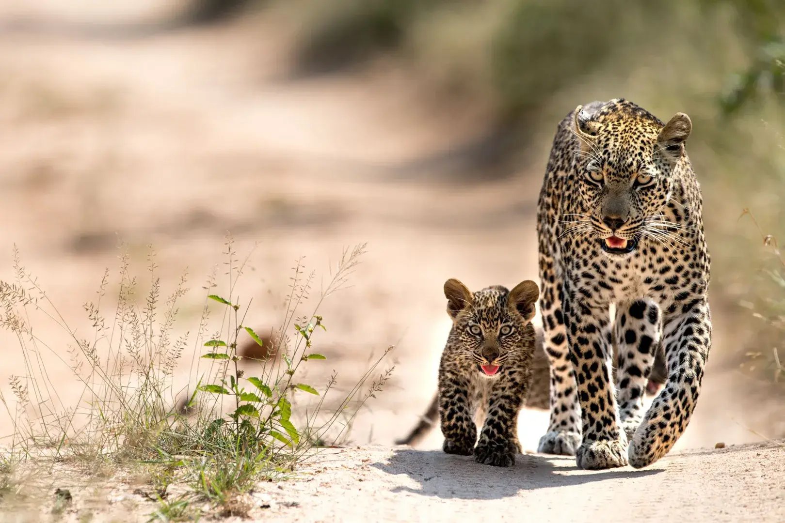 singita ebony sabi sand nature reserve cape town sudafrika afrika essbereich familiengeeignet exklusiv the family project luxus familie kinder reisen