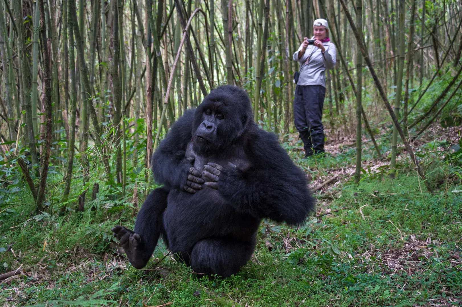 Eine Touristin steht im Urwald nahe an einem Gorilla.