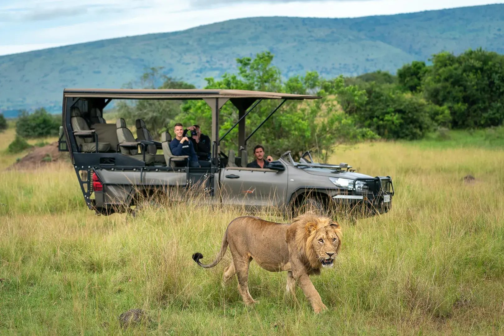 Ein Safarijeep hat ein Löwenmännchen gesichtet.