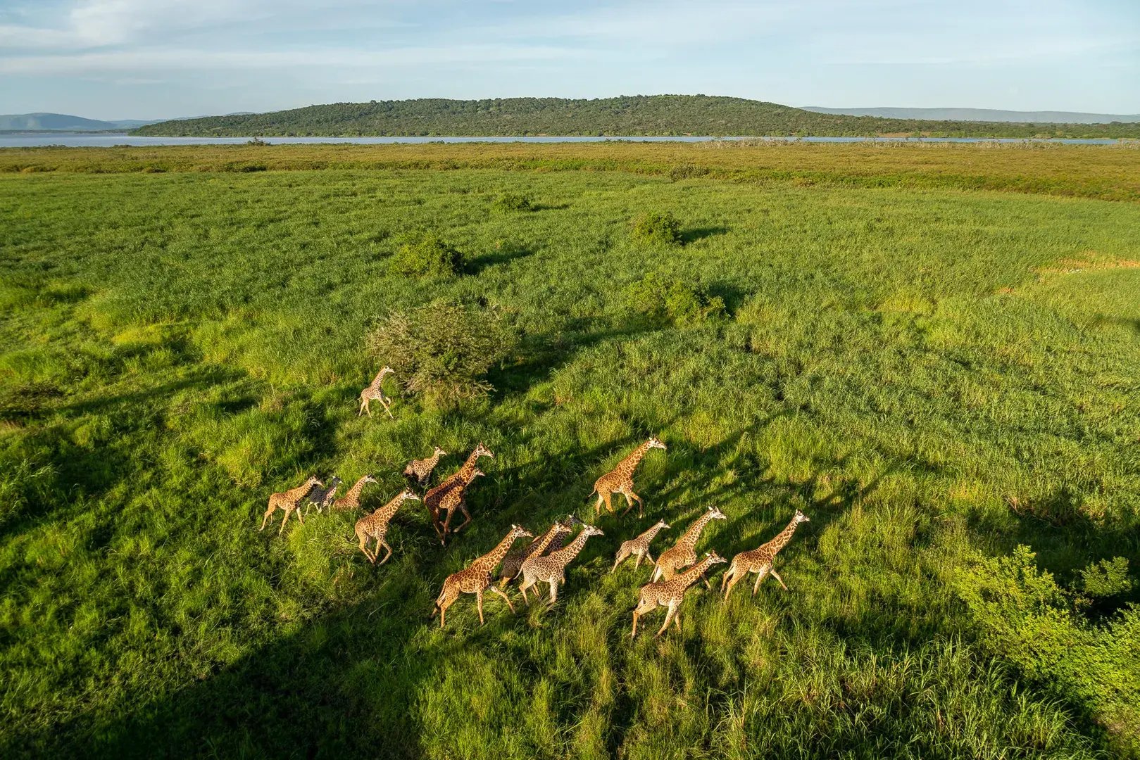 Eine Herde Giraffen in der Wildnis aus der Vogelperspektive.