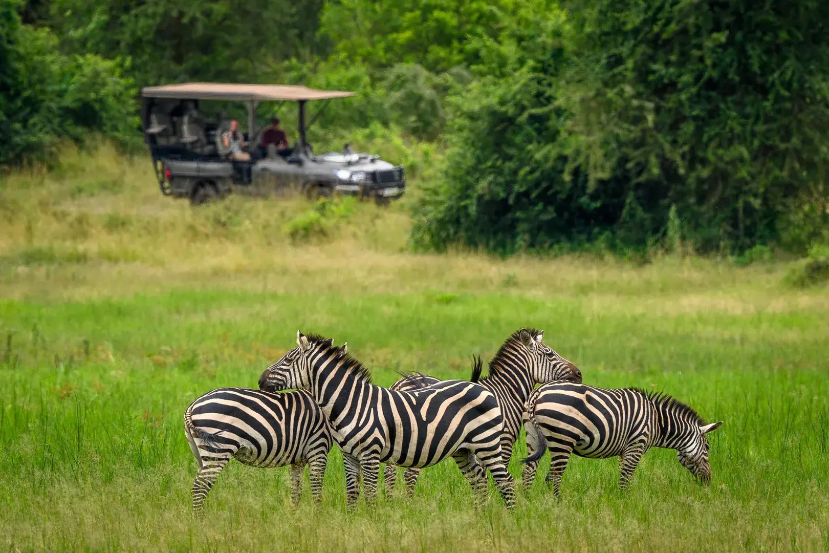 Ein Safarijeep hat eine Gruppe Zebras gesichtet.