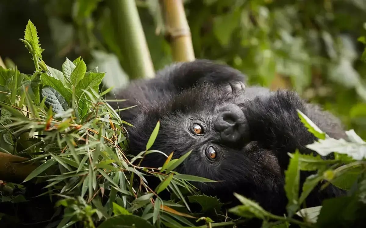 one and only gorillas nest volcanoes national park ruanda the family project luxusreisen familie kinder pool