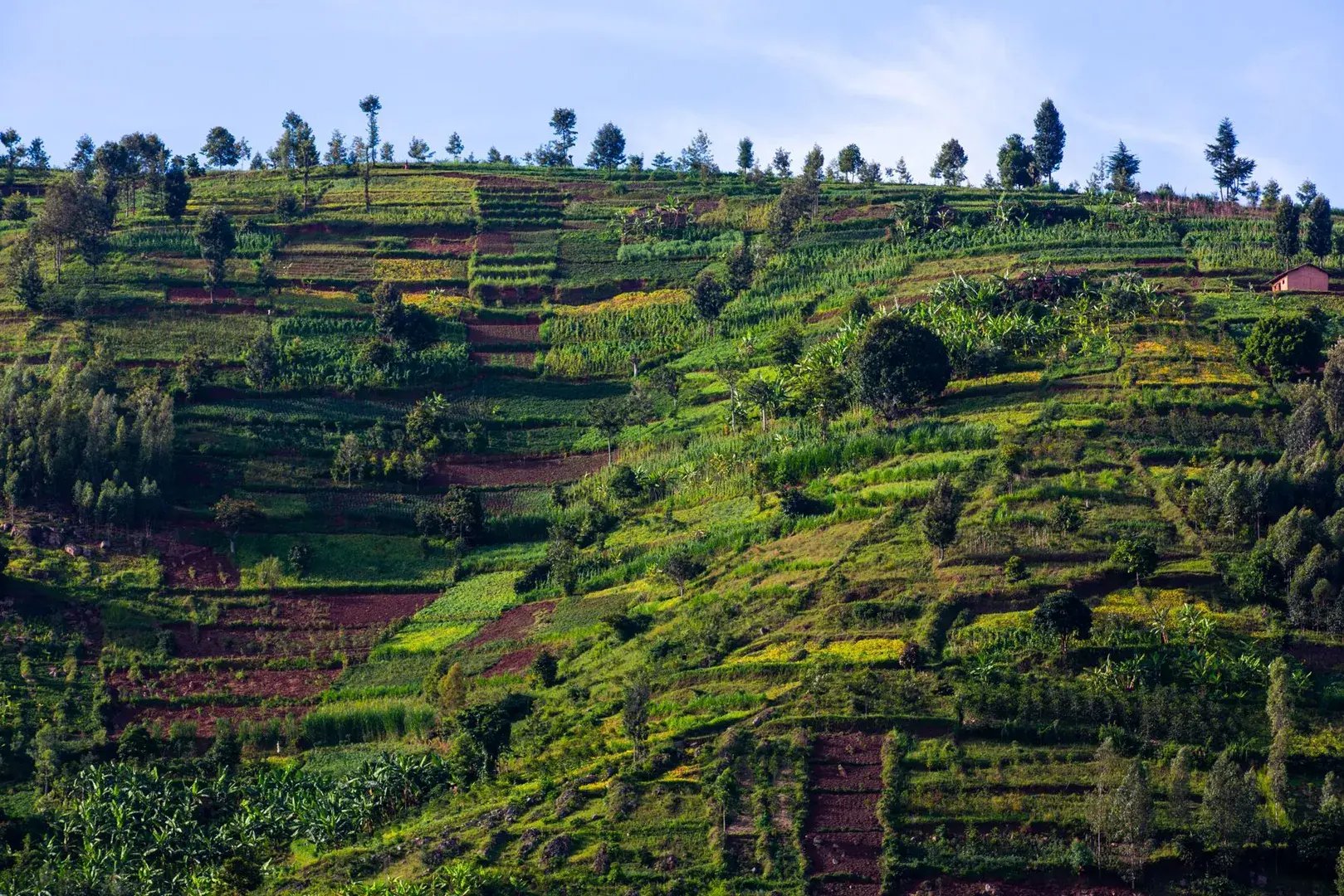 Hügel mit sattgrünen Terrassen in Ruanda.