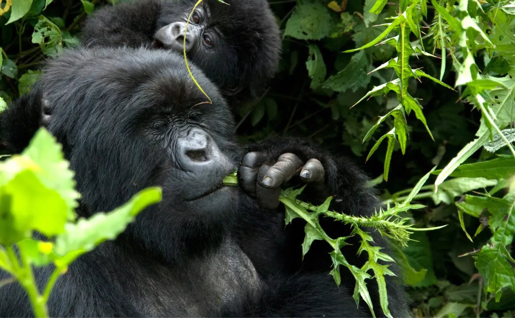 Zwei Gorillas in Nahaufnahme, der ältere frisst an einem Blatt.