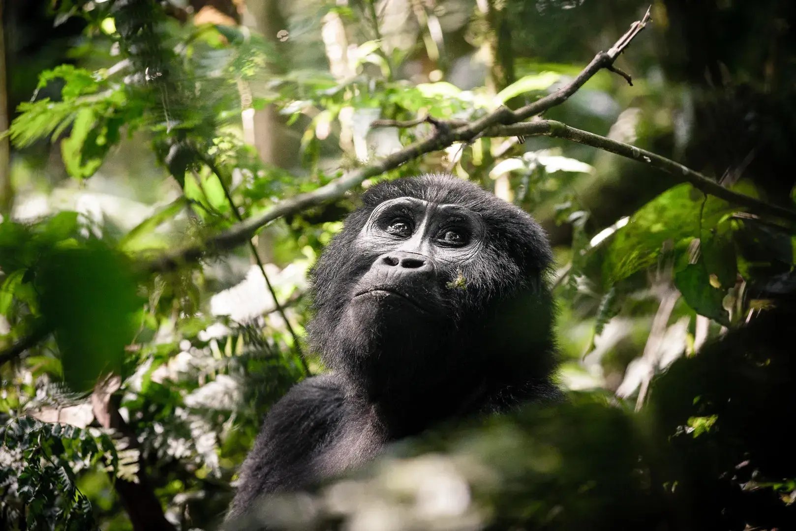 Ein Gorilla durch die Zweige des Dschungels fotografiert.