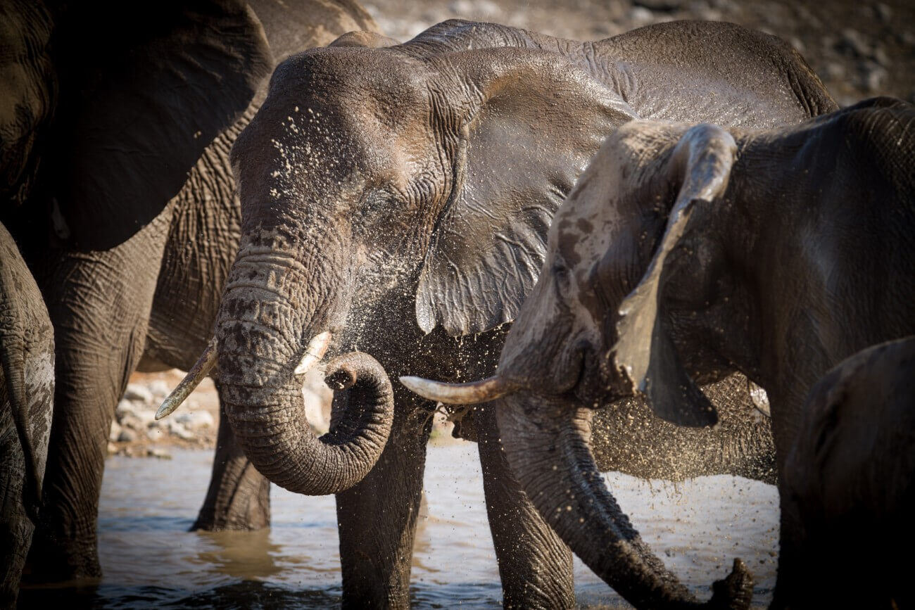 Onguma The Fort Familienluxusreisen TheFamilyProject Elefant