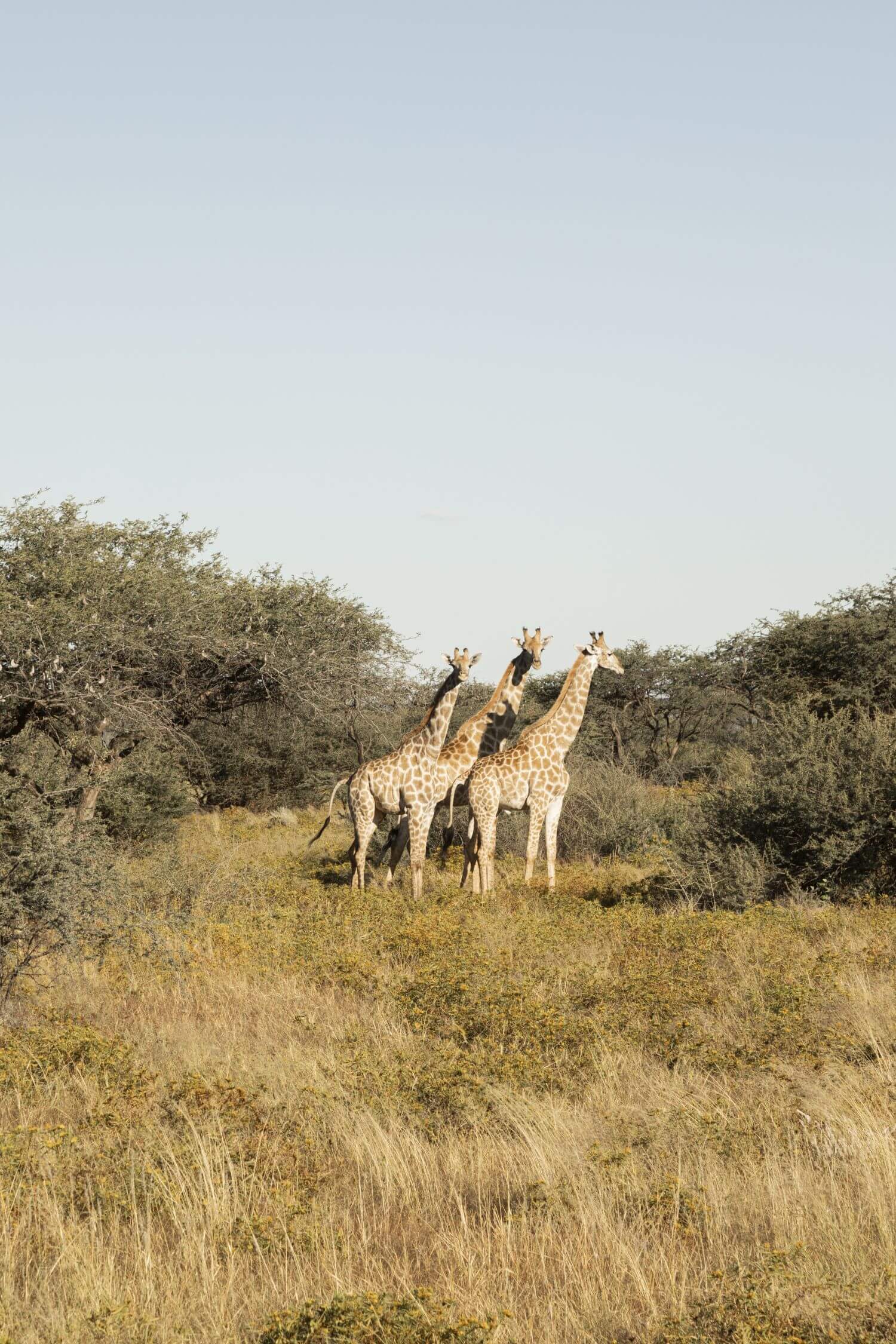 Gmundner Lodge Namibia Familienluxusreisen TheFamilyProject Safari