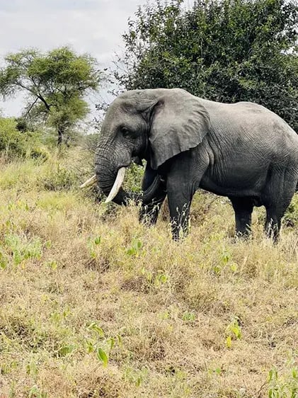 chem chem lodge tarangire tansania afrika exklusiv the family project privaterbilder safari elefant1