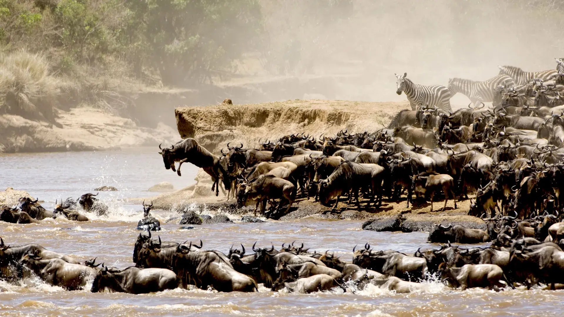 Bei der Great Migration queren Dutzende Gnus und Zebras einen Fluss.