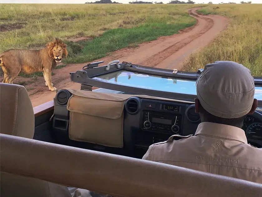 Löwenmännchen steht vor einem Safrijeep.