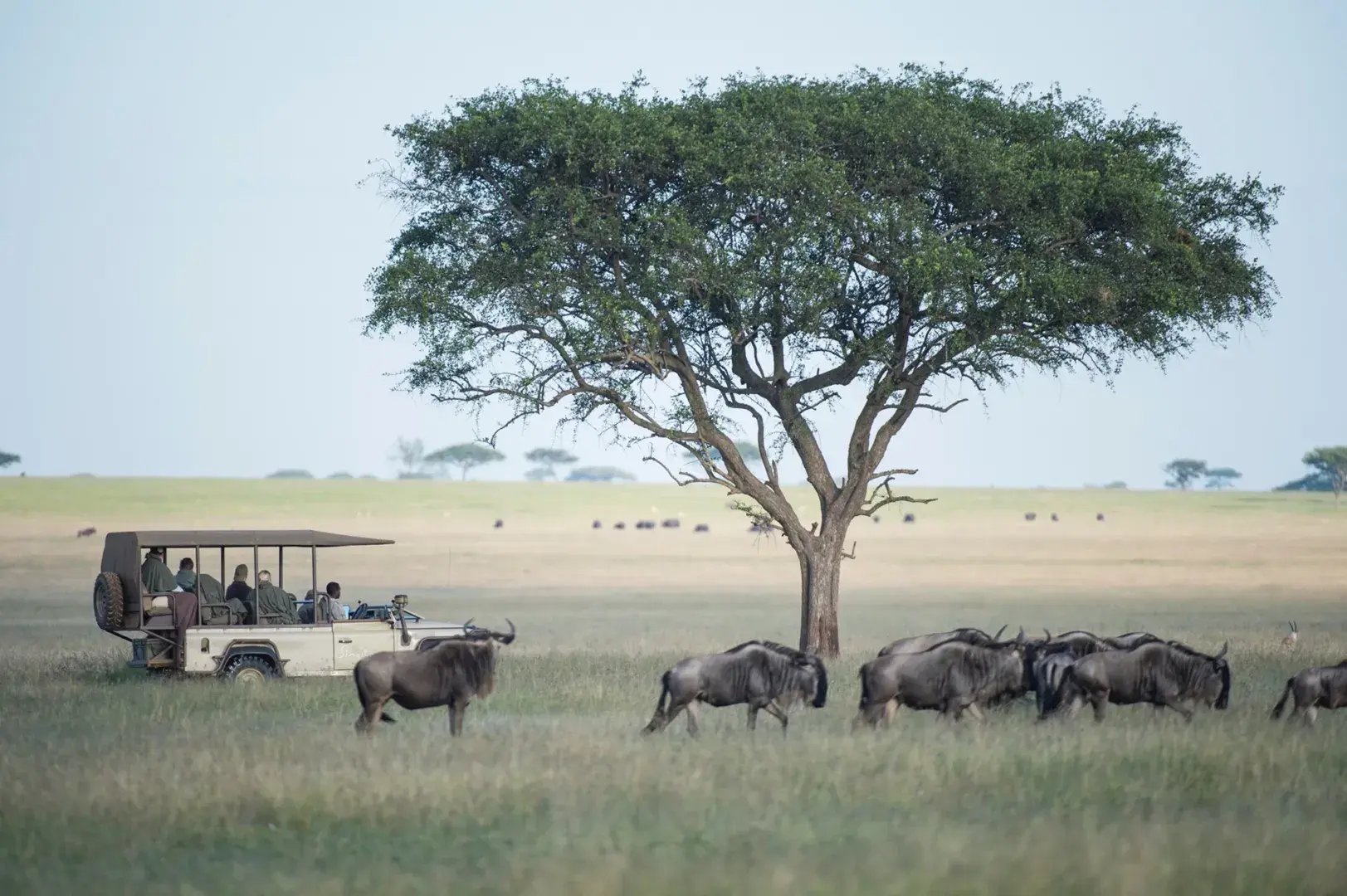 Ein Safarijeep mit Gästen kommt an einer Herde Gnus unter einem Baum vorbei.