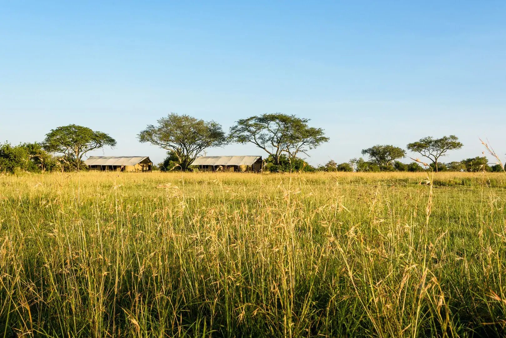 Blick von der Savanne auf eine Safarilodge, die von Bäumen umgeben ist.