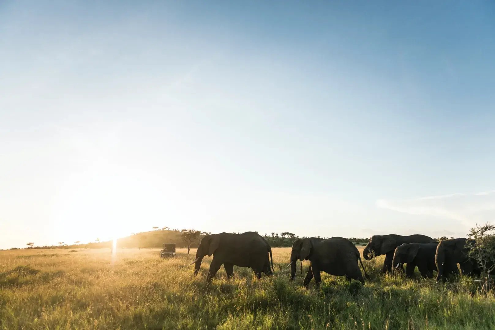 Elefantenherde läuft bei Sonnenaufgang durch die Serengeti.