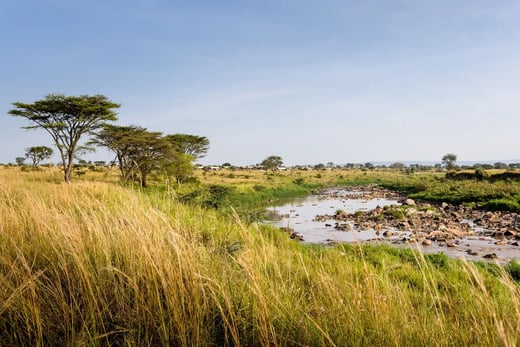 Fluss der durch die üppige Vegetation der Masai Mara fließt.