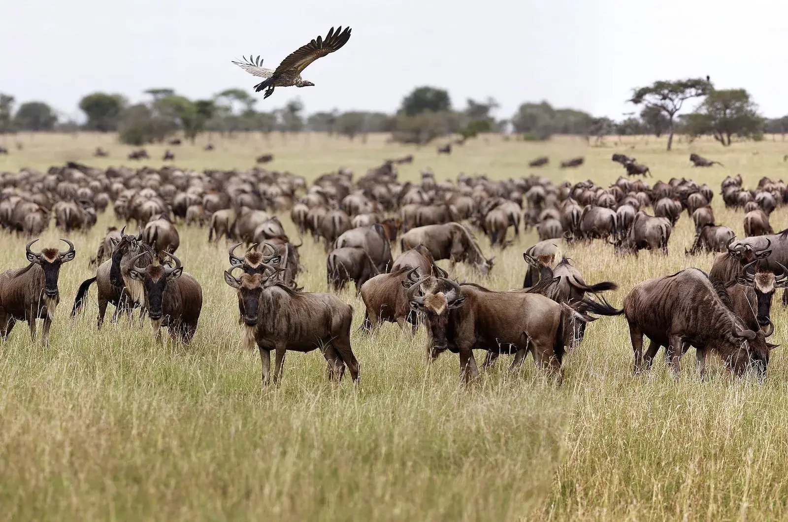 Über eine große Herde Gnus fliegt ein großer Vogel.