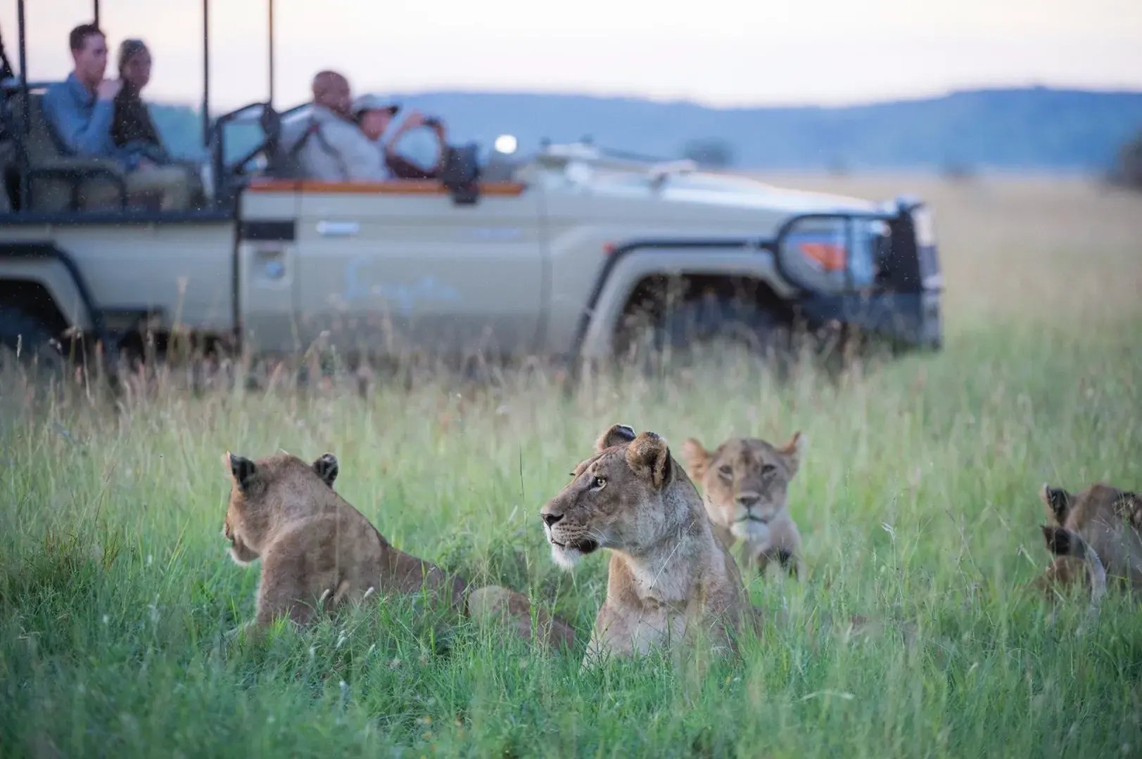 Auf einer Safari kommt ein Jeep an einem Rudel Löwen vorbei, das im Gras liegt.