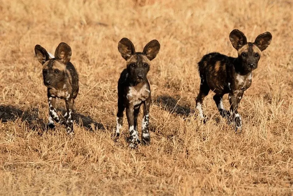 Drei junge Wildhunde stehen vor der Kamera.