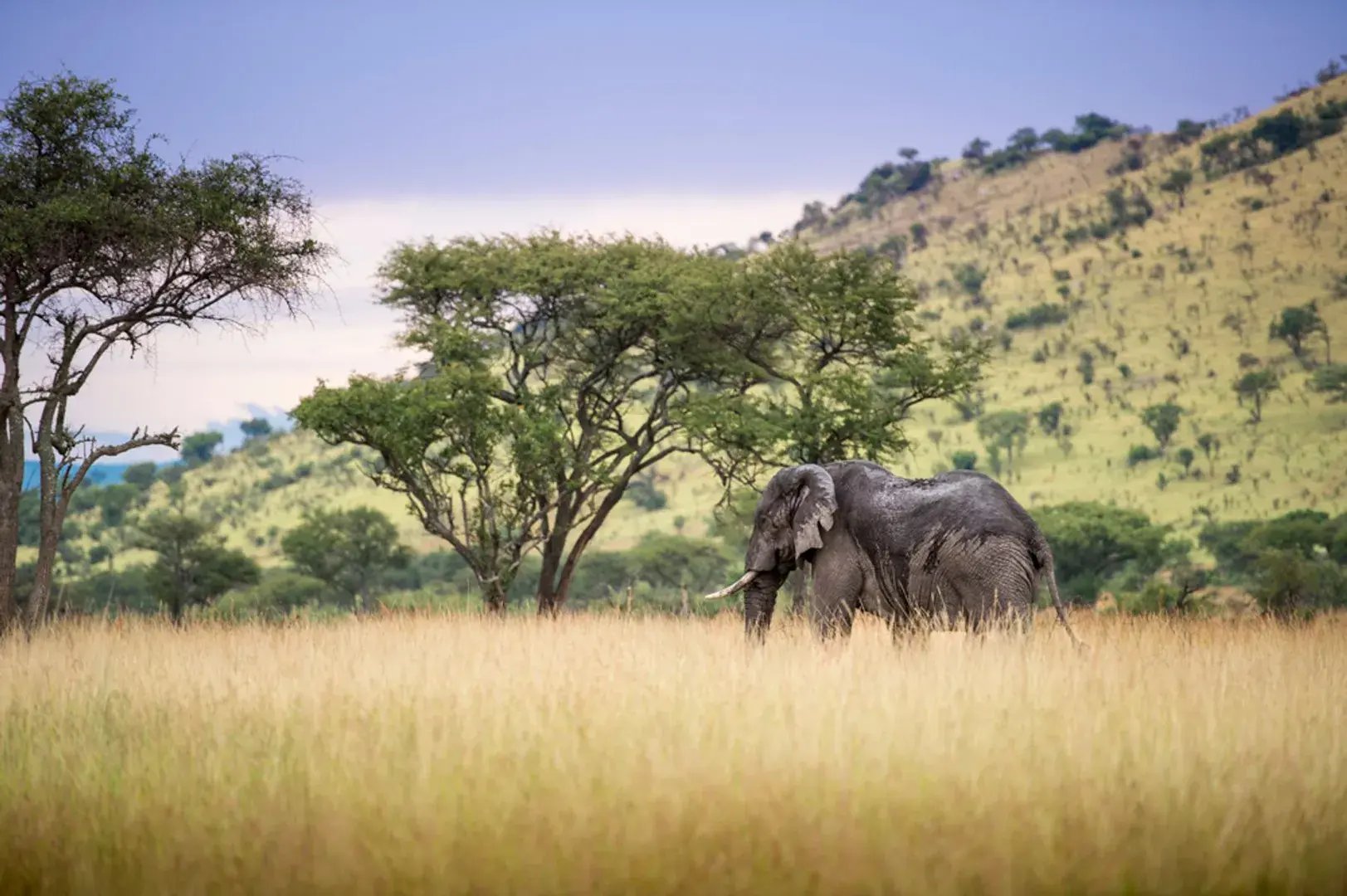 Elefant läuft durch die dichte Savanne zu einem Baum.